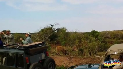 Dişisine Nasıl Avlanılacağını Öğreten Erkek Aslan