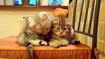 Top 20 Cute Kittens and Cats Hugs