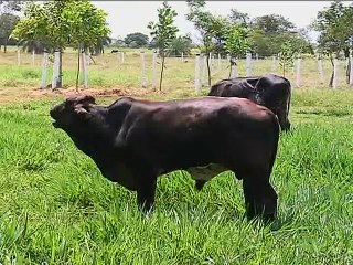30 de noviembre de 2015 Ganadería La Esmeralda, Yopal Casanare