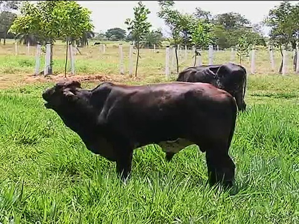 30 de noviembre de 2015 Ganadería La Esmeralda, Yopal Casanare
