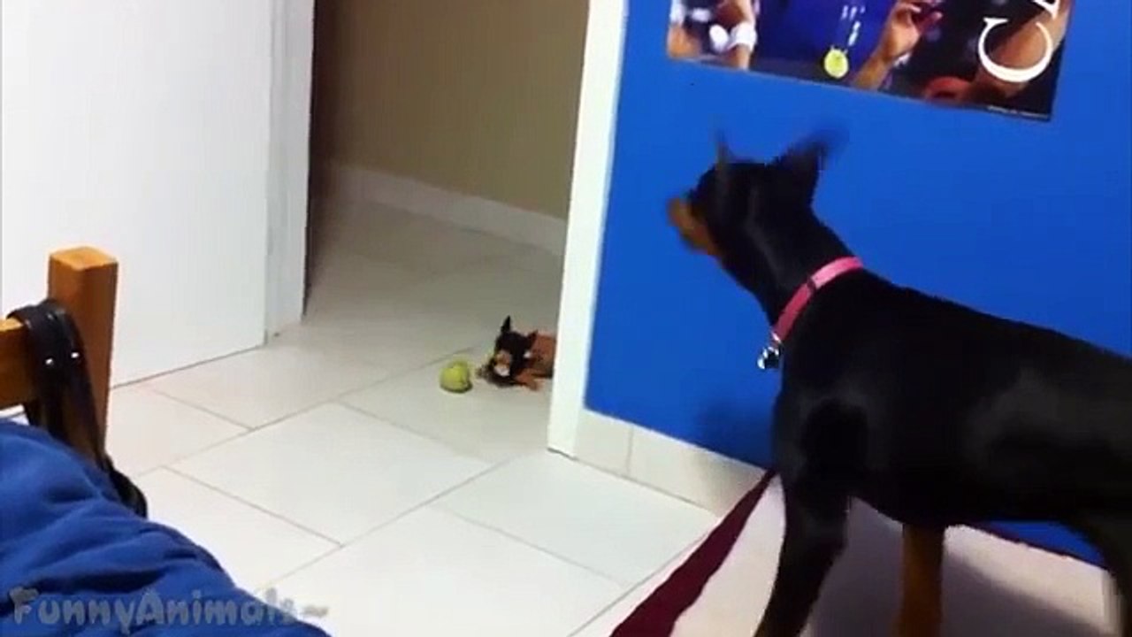 Dogs scared of Stuffed Toys Compilation.