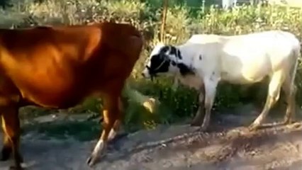 WhatsApp Funny Videos 2015  Two Cow Doing Sex Video  Funny Videos  WhatsApp Funny Videos