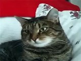 Whatsapp funny videos 2015 2016  Cat gets freaked out from flower on its head @whatsapp #whatsapp