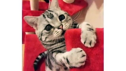 見るだけで可愛い猫！なんかちょうたい?！おねたり顔がヤバイwwwww