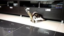 Funny Cats  Cute Cat  Get Stuck, but Fetch !
