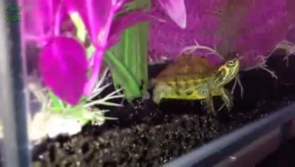 Funny Animals Dancing Compilation 2015 [NEW HD]