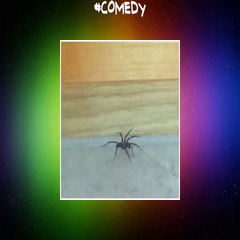 The boy who fucking lived  me  scary  funny  spider  comedy