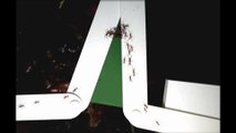 Les ponts des fourmis légionnaires