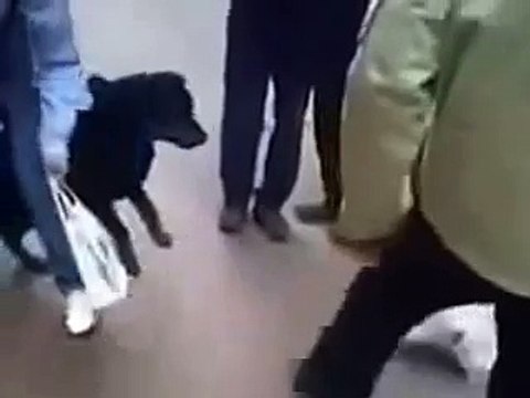 Мужик натравил кота на большую собаку