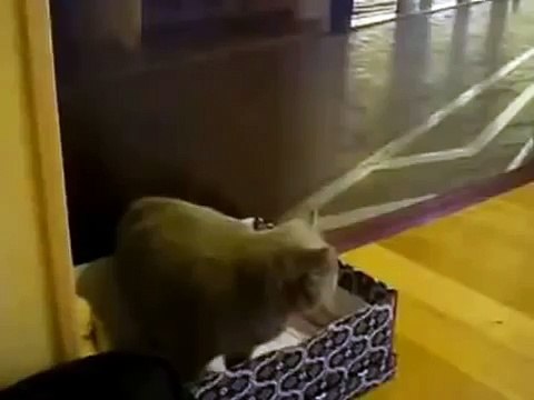 Хозяйка шокировала своего кота