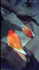 Cara Bermain Dengan Burung Lovebird