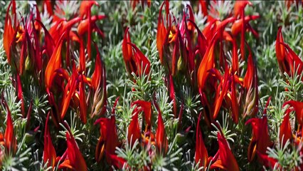 Panasonic 3D Demo 03 - Flowers - 1080P 3D Side by Side (SBS)