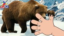 Crazy Finger Family Bear Song - Animals 2D Cartoon Finger Family Rhymes for Kids