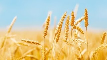 Terra, Suor e Trabalho: Trigo (Dublado) Documentário