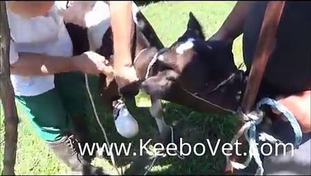 Veterinary Doctor Helps With Abscess In Dairy Cow - Surgery Removal With Intravenous Anest