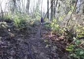 Dwarf Goats Enjoy Their First Hike