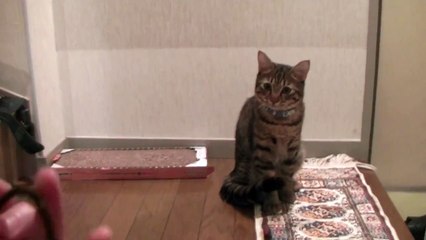 猫に投げるフェイントを掛けてみた（面白い＆可愛い猫）It is a fein