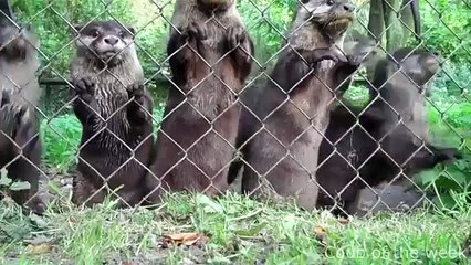 A seleção do melhor vídeo engraçado curto da semana! Melhores vídeos engraçados no da semana