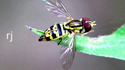 MALE AMERICAN FLOWER FLIES-HOVER FLY-AMAZING NATURE