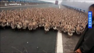 1.300 gansos bloqueando auto-estrada na China