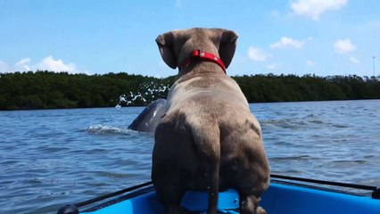 Dog Wants To Befriend Dolphin