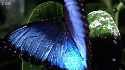 Richard Hammonds Miracles Of Nature Hydrophobia