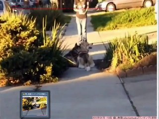 激カワ、可愛い、おもしろい猫と犬の動画Ranking 2015 1116①