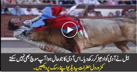 Dangerous Bull Hit Man