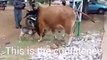 bull and goat fight-goat wins from 100 times bigger cow