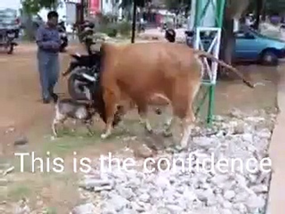 bull and goat fight-goat wins from 100 times bigger cow