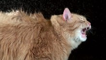 Коты стряхивают воду