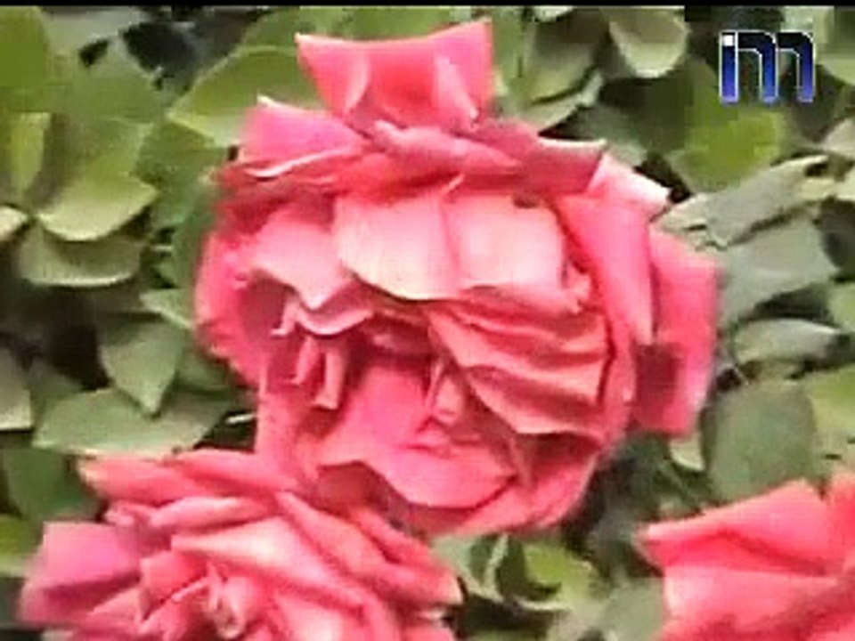 انغام عراقية بلبل الريف مكصد الحلي
