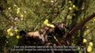 Far Cry Primal - Démo de gameplay - La vie sauvage d'Oros