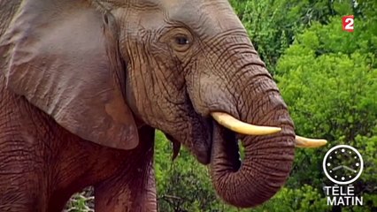 Faune - Les éléphants plus que jamais menacés - 2015/12/04