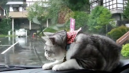 Sileceği yakalamaya çalışan kedi