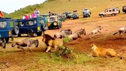 La différence entre un lion et une lionne