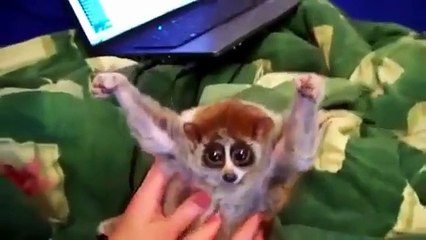 Funny lemurs. Fun with lemurs
