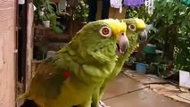 Green parrots screaming, singing and whistling. Two funny green parrot
