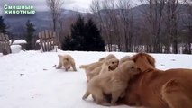 Winter dogs and cats. Cats and dogs playing in the snow