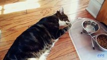 Comment chats paresseux boivent les chats drôles d'eau situées étancher la soif