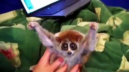 Lêmures engraçados. Diversão com os lêmures