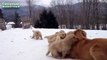 Cães e gatos. Inverno Gatos e cães brincando na neve