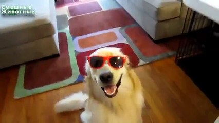 ¿Los perros van vidrios Perro divertido