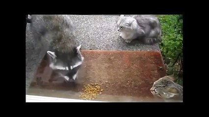 Al igual que los mapaches robar alimentos divertidos Animales Ladrones