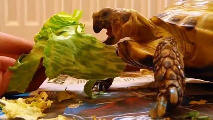 ¿Cuál es el uso de las tortugas divertidas Tortugas