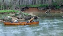 Un chien futé sauve deux autres chiens coincés dans un canoë