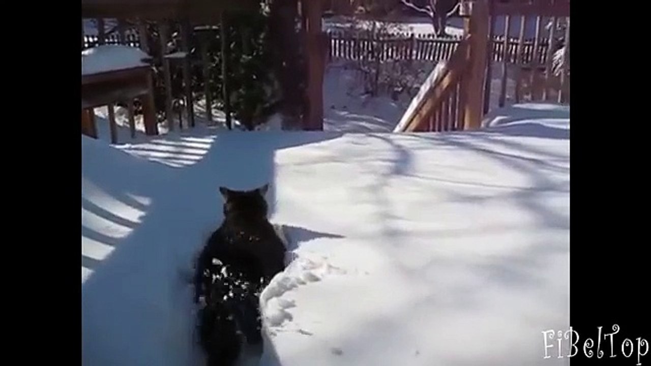 Hiver - saison préférée des chats et des chiens. Chat et de chien dans la neige