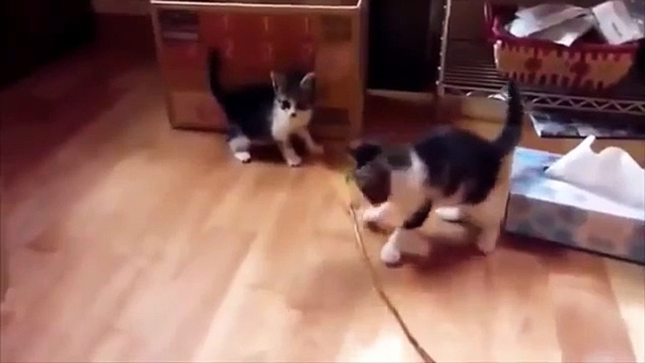 Chats de jeux. Chats drôles jouant