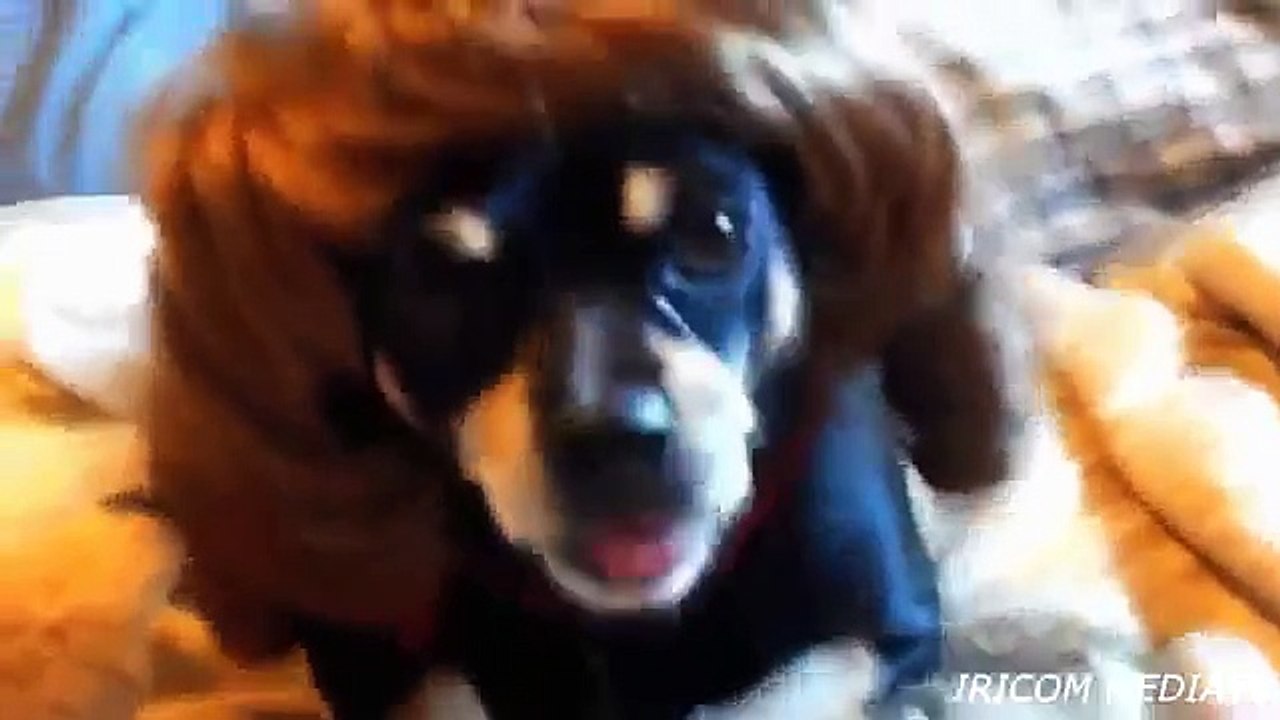 Comment amusant chien Fun chiens collection