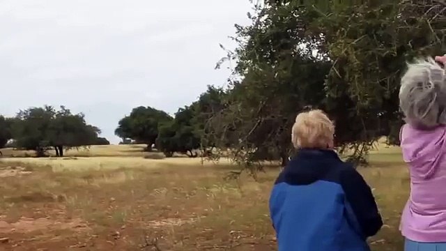 Les chèvres ont saisi bois. Chèvres drôles grimper à un arbre